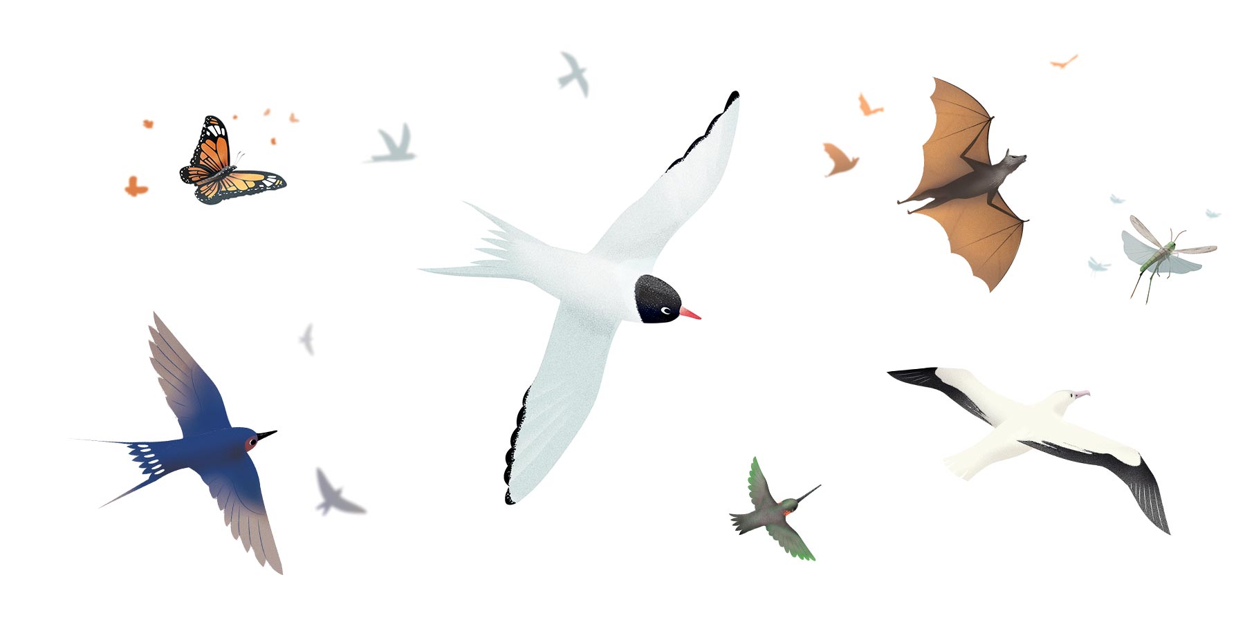 Création d'illustrations animalières