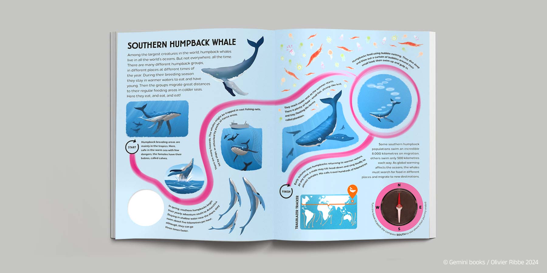 Création d'illustrations documentaires sur le thème des animaux migrateurs