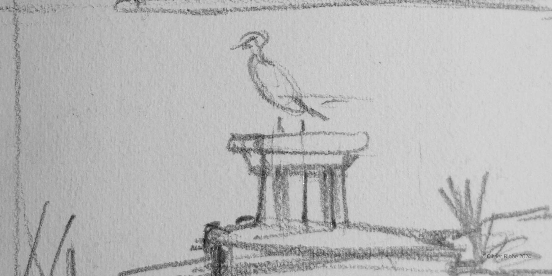 Croquis d'un héron dans les dombes